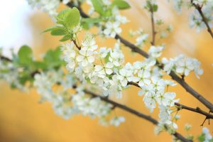 Spring flowers